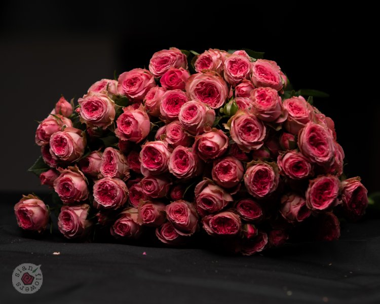 Pink Roses